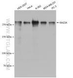 BAZ2A Antibody in Western Blot (WB)