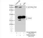 PARK7/DJ-1 Antibody in Immunoprecipitation (IP)