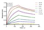 PARK7/DJ-1 Antibody in Surface plasmon resonance (SPR)