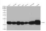 PARK7/DJ-1 Antibody in Western Blot (WB)