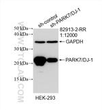 PARK7/DJ-1 Antibody in Western Blot (WB)