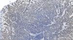 PICK1 Antibody in Immunohistochemistry (Paraffin) (IHC (P))