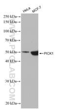 PICK1 Antibody in Western Blot (WB)