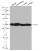 PICK1 Antibody in Western Blot (WB)