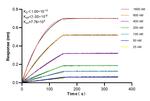 HCRTR1 Antibody in Surface plasmon resonance (SPR)