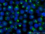 HLA-DMB Antibody in Immunocytochemistry (ICC/IF)