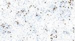 HLA-DMB Antibody in Immunohistochemistry (Paraffin) (IHC (P))