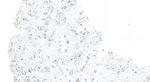 HLA-DMB Antibody in Immunohistochemistry (Paraffin) (IHC (P))