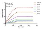 HLA-DMB Antibody in Surface plasmon resonance (SPR)