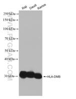 HLA-DMB Antibody in Western Blot (WB)