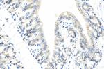 RNF160 Antibody in Immunohistochemistry (Paraffin) (IHC (P))