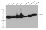 RNF160 Antibody in Western Blot (WB)