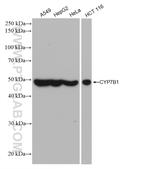 CYP7B1 Antibody in Western Blot (WB)