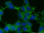 CYP7B1 Antibody in Immunocytochemistry (ICC/IF)