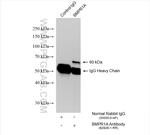 BMPR1A Antibody in Immunoprecipitation (IP)