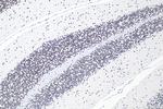RORA Antibody in Immunohistochemistry (Paraffin) (IHC (P))