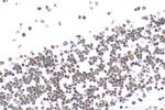 RORA Antibody in Immunohistochemistry (Paraffin) (IHC (P))