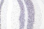 RORA Antibody in Immunohistochemistry (Paraffin) (IHC (P))