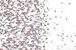 RORA Antibody in Immunohistochemistry (Paraffin) (IHC (P))