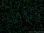 RORA Antibody in Immunohistochemistry (PFA fixed) (IHC (PFA))