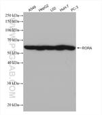 RORA Antibody in Western Blot (WB)