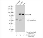 KHSRP Antibody in Immunoprecipitation (IP)