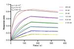 KHSRP Antibody in Surface plasmon resonance (SPR)