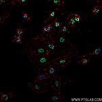 KHSRP Antibody in Immunocytochemistry (ICC/IF)