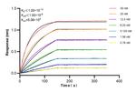 OS9 Antibody in Surface plasmon resonance (SPR)