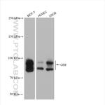 OS9 Antibody in Western Blot (WB)