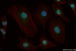 CUX2 Antibody in Immunocytochemistry (ICC/IF)