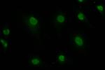 CUX2 Antibody in Immunocytochemistry (ICC/IF)