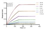CUX2 Antibody in Surface plasmon resonance (SPR)