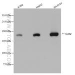 CUX2 Antibody in Western Blot (WB)