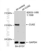 CUX2 Antibody in Western Blot (WB)