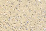 EIF2S1 Antibody in Immunohistochemistry (Paraffin) (IHC (P))