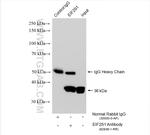 EIF2S1 Antibody in Immunoprecipitation (IP)