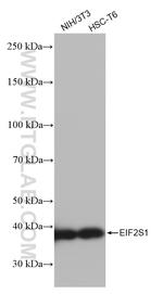 EIF2S1 Antibody in Western Blot (WB)