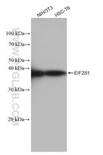 EIF2S1 Antibody in Western Blot (WB)