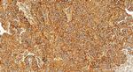 EIF2S1 Antibody in Immunohistochemistry (Paraffin) (IHC (P))