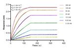 EIF2S1 Antibody in Surface plasmon resonance (SPR)