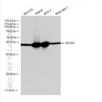 EIF2S1 Antibody in Western Blot (WB)