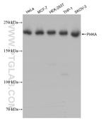 PI4KA Antibody in Western Blot (WB)
