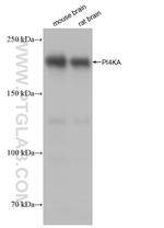 PI4KA Antibody in Western Blot (WB)