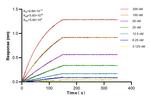 CAMP Antibody in Surface plasmon resonance (SPR)