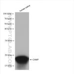 CAMP Antibody in Western Blot (WB)