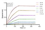 CCR5 Antibody in Surface plasmon resonance (SPR)