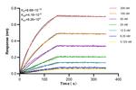 PDGFR beta Antibody in Surface plasmon resonance (SPR)