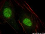 MTF2 Antibody in Immunocytochemistry (ICC/IF)