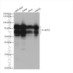 MTF2 Antibody in Western Blot (WB)